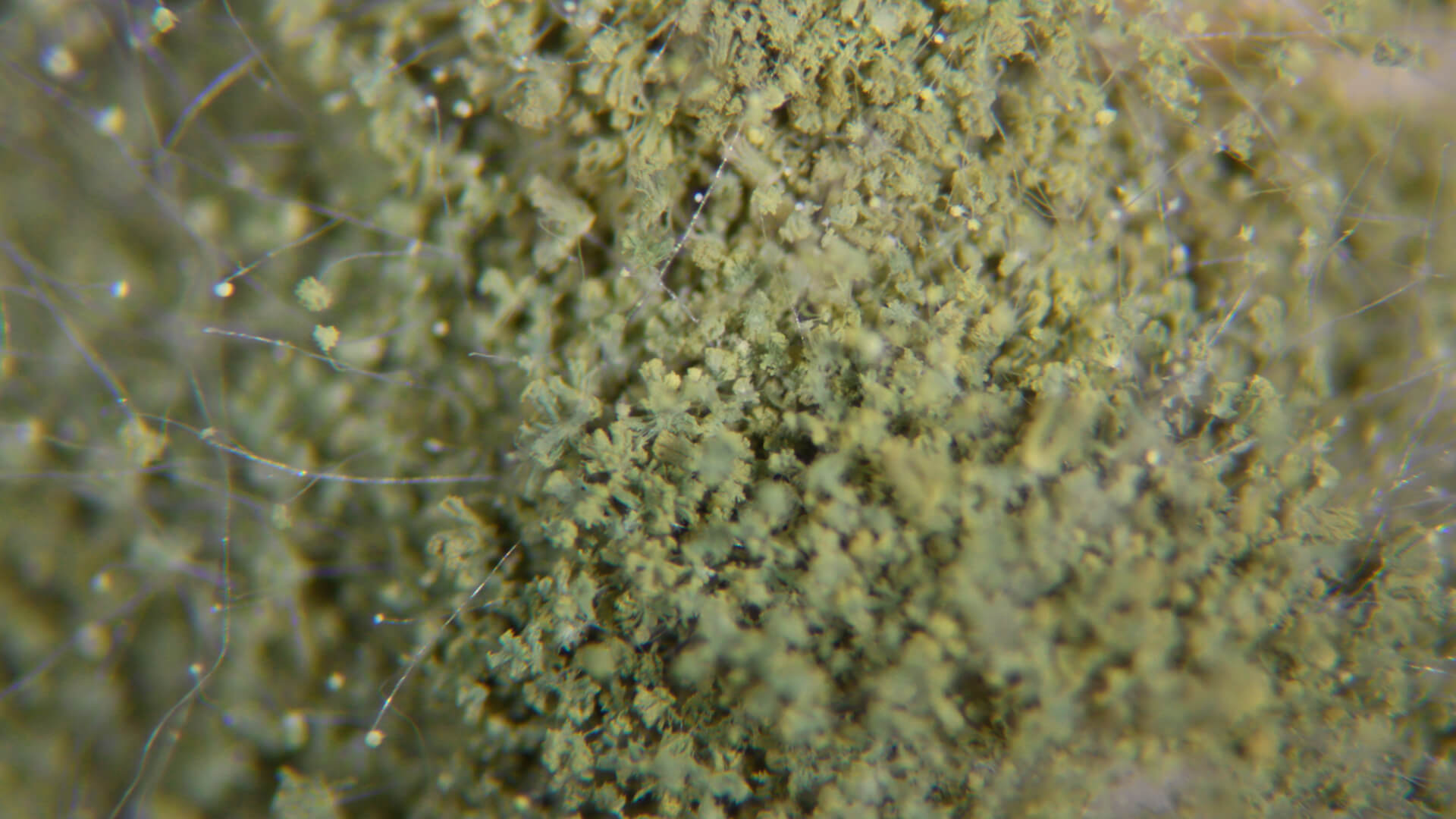 Manufacture and sale of Tane-koji(seed koji). Cultivation and production of special koji and microorganisms for brewing