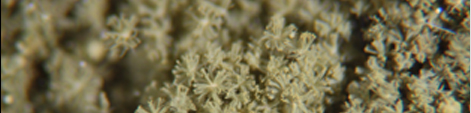 Tane-koji(seed koji) (rice malt)